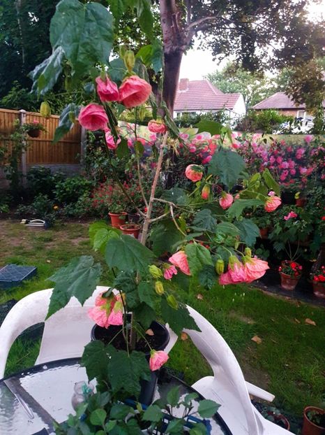 Messenger_creation_6C9380D7-C56C-439E-B34F-5D1201FC085E - - Abutiloni 2025