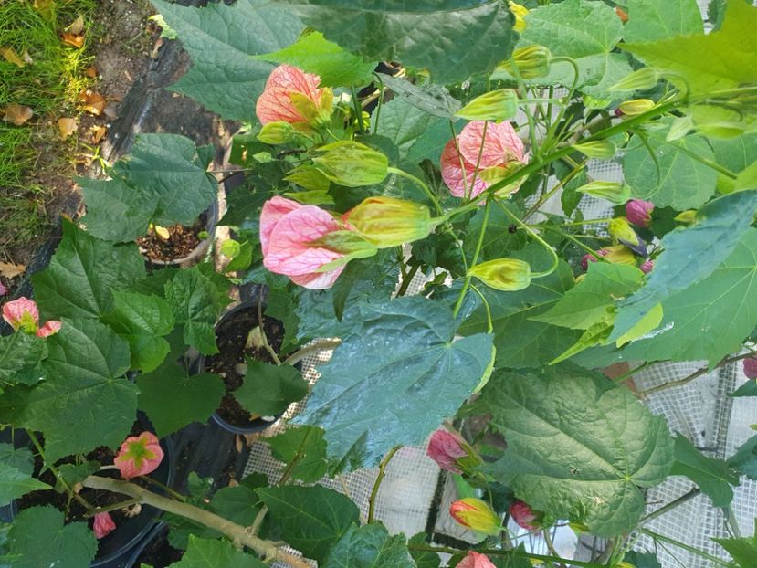 Messenger_creation_9AC10454-6302-4150-B632-F92648D3A62C - - Abutiloni 2025