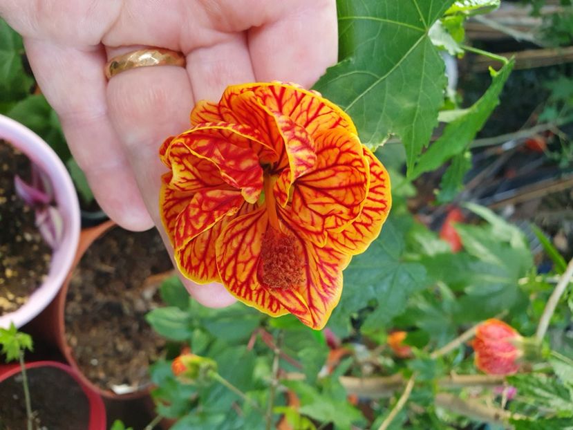 Messenger_creation_8EF65C3A-1C8A-4BDD-A61C-A4ADD82BE083 - - Abutilon Red Tiger