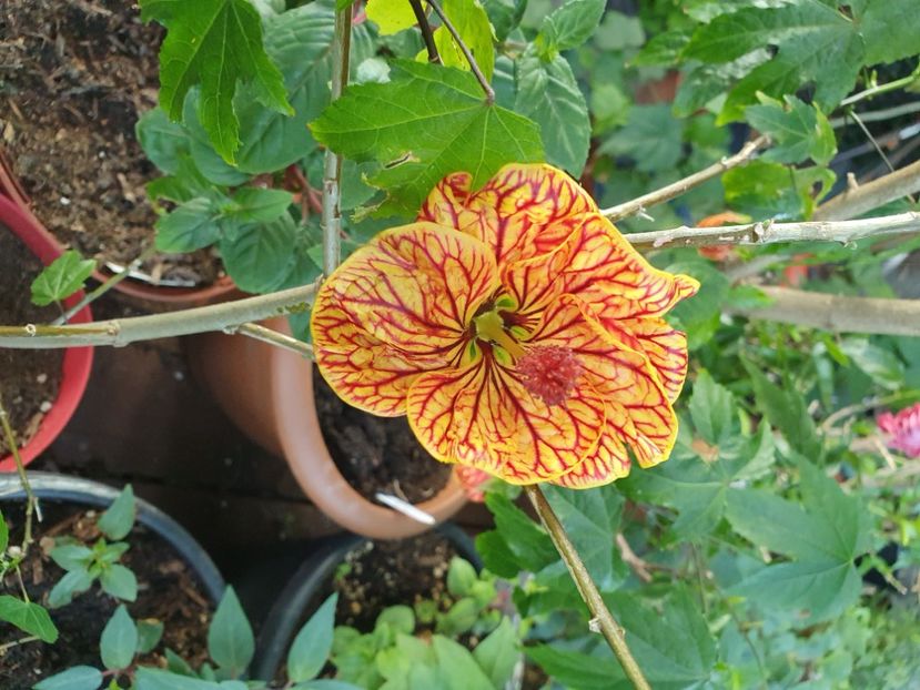 Messenger_creation_AB7A196D-452E-494F-B397-D87822A717CD - - Abutilon Red Tiger