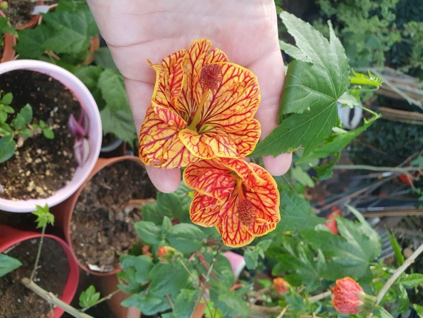 Messenger_creation_9C591FE6-CD9C-4AFB-8576-A7F56E0F551D - - Abutilon Red Tiger