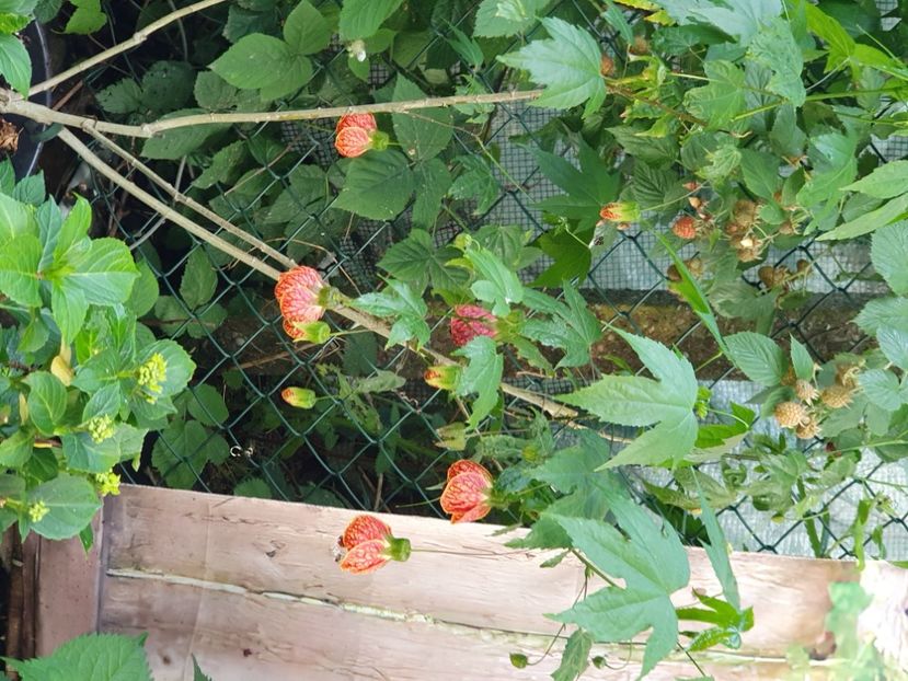 Messenger_creation_9404C0D0-9C2D-43B7-AB83-6EEA5CA7DCCE - - Abutilon Red Tiger