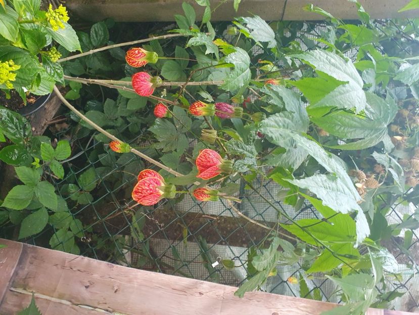 Messenger_creation_9FCFBC1F-7295-418B-87D3-963A03B6C7CC - - Abutilon Red Tiger