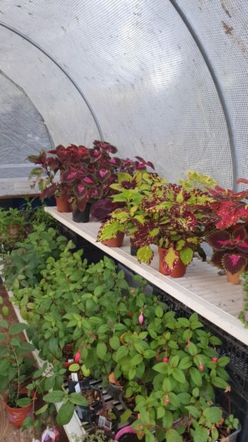 Messenger_creation_28AC0283-BD63-45A7-A2CF-153CE2DBBD2E - - Coleus
