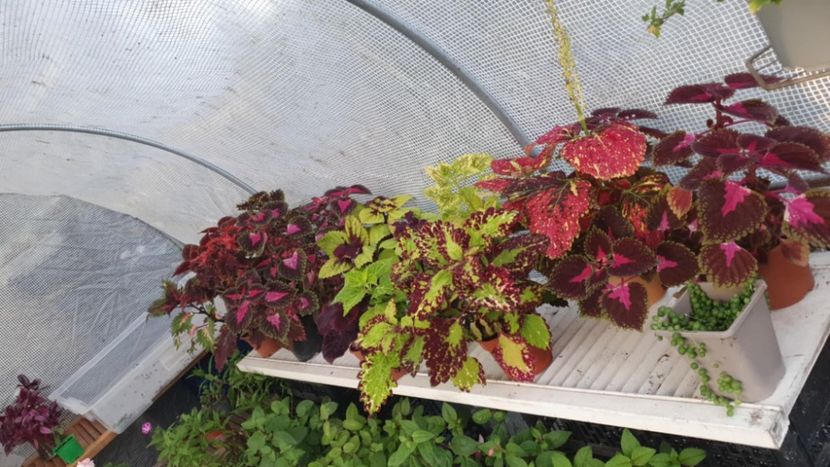Messenger_creation_D67BF279-9AD9-4E9F-A3DF-FCEE09FEA333 - - Coleus