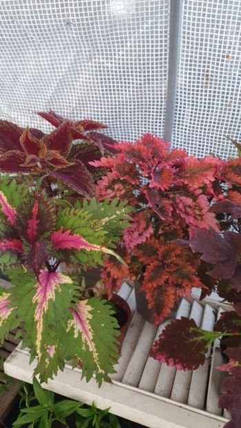 Messenger_creation_4A2C8E47-9C7F-4141-87DA-A353B26F1164 - - Coleus