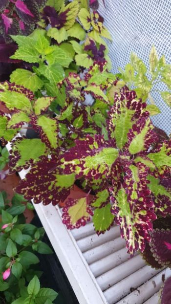 Messenger_creation_FB7EADEB-1B46-4C75-AD29-E4DA3A71C8FB - - Coleus