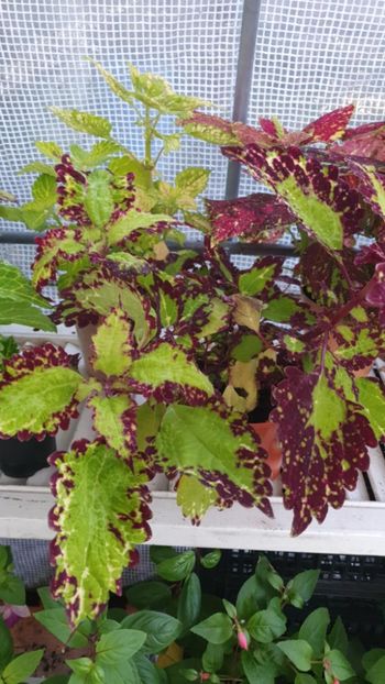 Messenger_creation_067036A6-ED7B-4E55-907C-A0F875FC67A7 - - Coleus