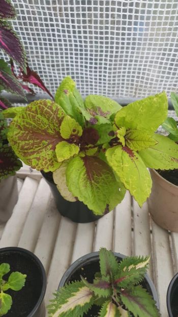 Messenger_creation_21F1432B-6D1D-40D8-AFDF-99243EEF7D64 - - Coleus