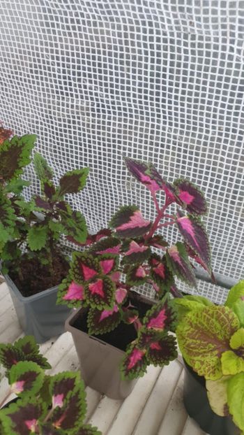 Messenger_creation_007868E4-CA71-4821-9260-11A826ECEDC5 - - Coleus