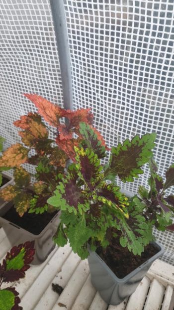 Messenger_creation_5C487BA8-61CB-4F8E-972F-1750AC8D2FAB - - Coleus