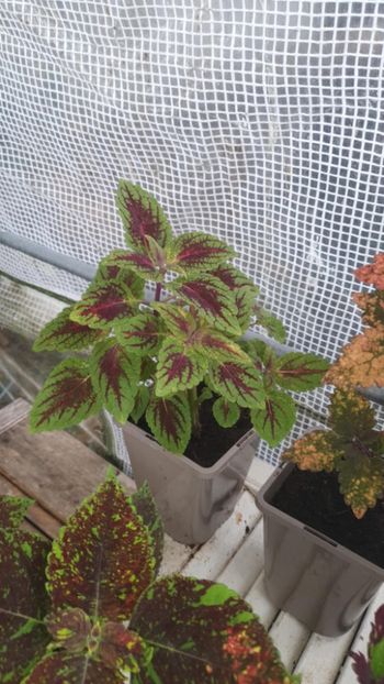 Messenger_creation_7B1B60D3-AE71-410C-9A46-08B0EC691A8B - - Coleus