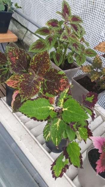 Messenger_creation_FF15EACA-A32F-4B79-A129-0FDBF6D703D2 - - Coleus