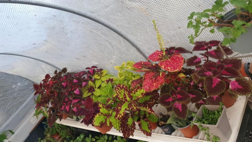 Messenger_creation_336C1D57-00DD-4C1B-A8D6-0B1B2CBCF03E - - Coleus
