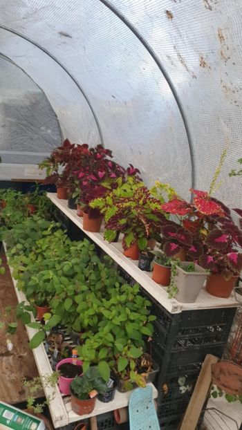 Messenger_creation_C92B8D2E-5B83-4EC8-AF6B-F028DE936D06 - - Coleus