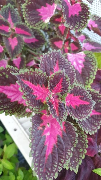 Messenger_creation_C7BA473C-202B-4AF5-A98B-070A3409AFCB - - Coleus