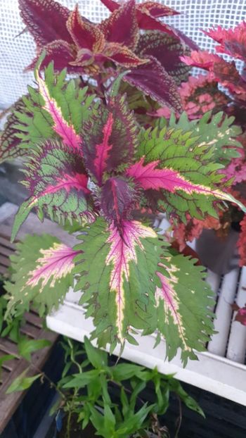 Messenger_creation_DFD5C7C0-9A73-4A20-B679-DFE4F0C29744 - - Coleus