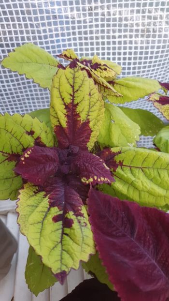 Messenger_creation_BD3D2BA0-D9B7-4947-A6EC-4AFC80A1F655 - - Coleus