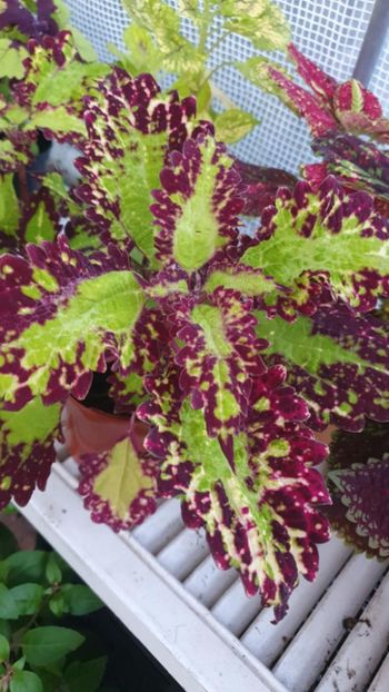 Messenger_creation_239061DF-B912-4AA0-B6D1-98EAB169342B - - Coleus