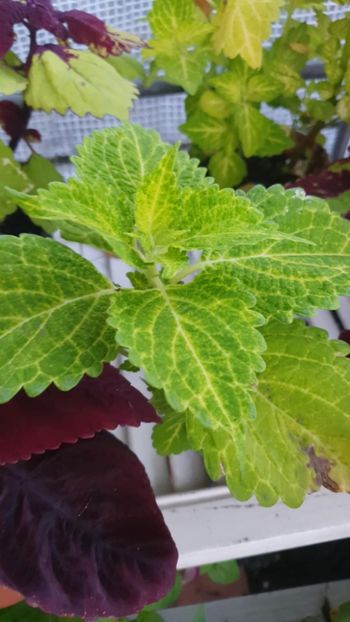 Messenger_creation_C6632756-3D72-4D64-8044-F8AA458AB415 - - Coleus