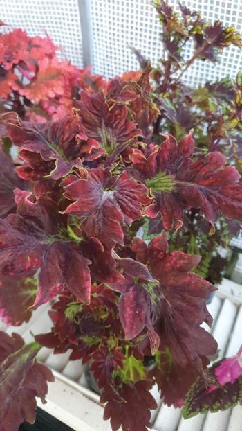 Messenger_creation_0E8F920E-1461-4CBF-8EBD-0810666CFCDF - - Coleus