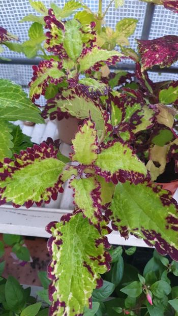Messenger_creation_C189A665-862B-43FB-9090-A0226680BB44 - - Coleus