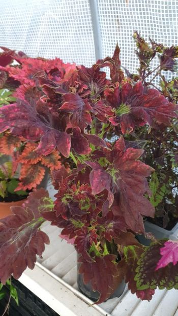 Messenger_creation_CA126557-F7FE-415E-85BD-72F8B4574526 - - Coleus