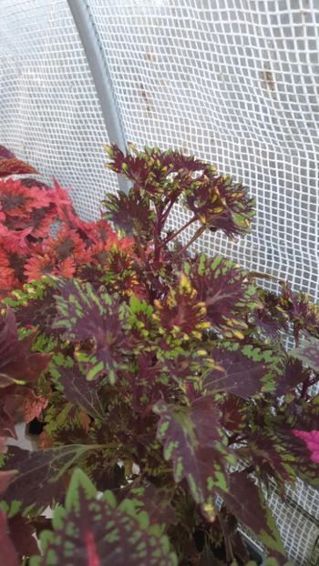 Messenger_creation_70FE6D61-27CF-4466-AAE3-EC784AD66743 - - Coleus