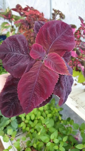 Messenger_creation_3A7932DB-9494-4334-B3E0-931C51A15808 - - Coleus