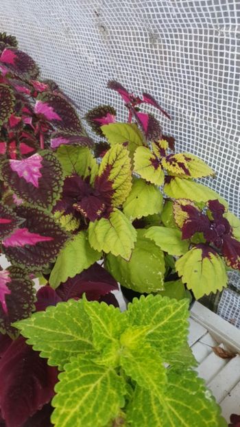 Messenger_creation_0D330C16-7426-4A29-ADD6-0A5EA87AF868 - - Coleus