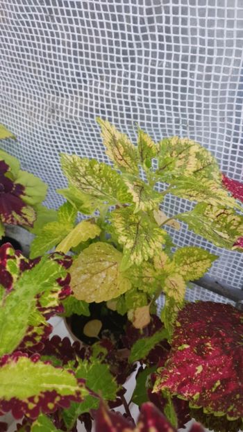 Messenger_creation_A75977E4-8A2C-4FC1-94D9-F3D0B84F0D80 - - Coleus