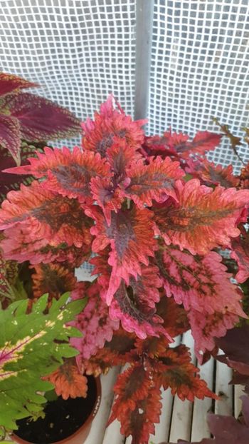 Messenger_creation_4B5AAEC2-7301-42F0-A747-1DA55107CBDF - - Coleus
