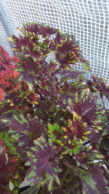 Messenger_creation_5A0E84C7-8507-4725-8530-2303350F0B72 - - Coleus
