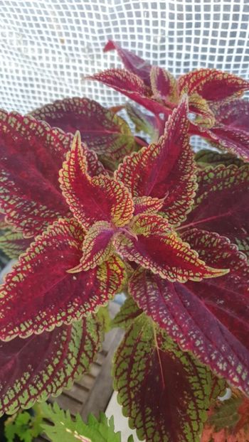 Messenger_creation_5239E2BB-F682-45B1-A9C7-6299D0FC40AB - - Coleus