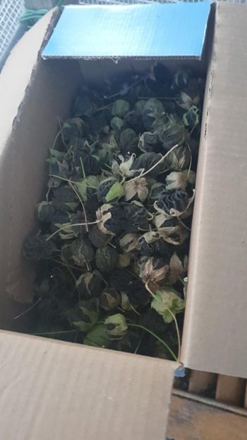 Messenger_creation_012F393A-36AB-4DAA-9DD4-FDBCC8A4A629 - - Abutiloni 2025