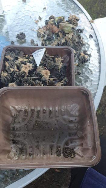 Messenger_creation_D063E614-D996-4735-AE47-293D5F3A26C7 - - Abutiloni 2025