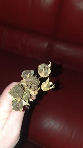 Messenger_creation_DDF5B733-8210-48D6-8D3E-73C62682DF72 - - Abutiloni 2025