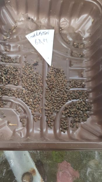 Messenger_creation_F2FFB0FE-26DC-4A0A-A111-2EC5EC7B848E - - Abutiloni 2025