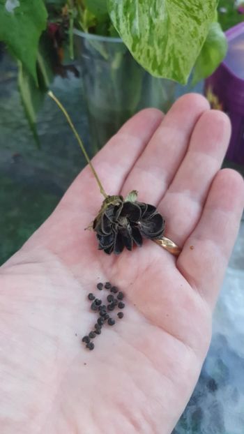 Messenger_creation_6F092617-12E7-4693-82E4-F562BA1E412E - - Abutiloni 2025