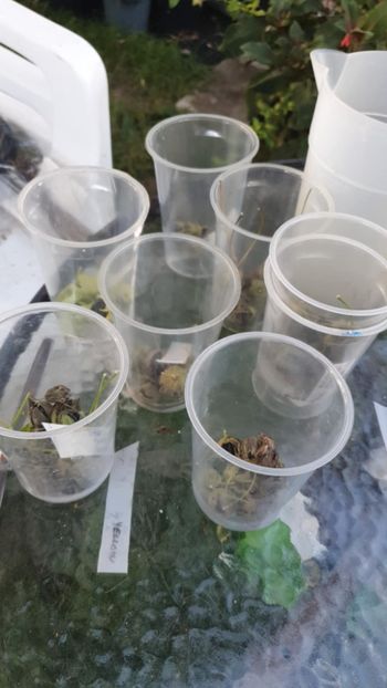 Messenger_creation_2D83B3B1-4140-4347-8F44-AD2ACFC46F0E - - Abutiloni 2025