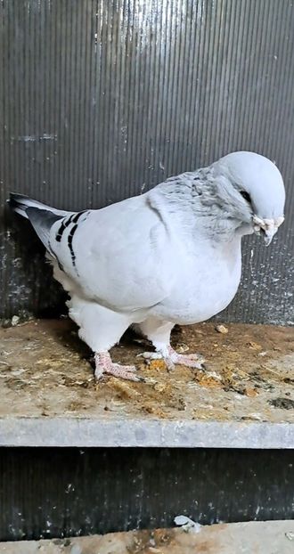 Prințu 2021 - VOIAJOR ROMANESC DE FRUMUSETE MASCULI