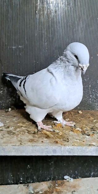 Prințu 2021 - VOIAJOR ROMANESC DE FRUMUSETE MASCULI