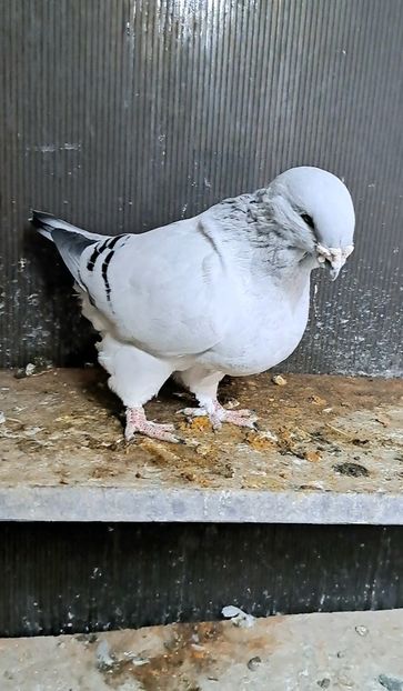 Prințu 2021 - VOIAJOR ROMANESC DE FRUMUSETE MASCULI