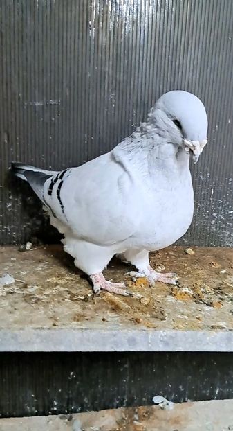 Prințu 2021 - VOIAJOR ROMANESC DE FRUMUSETE MASCULI