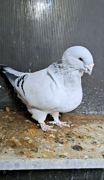 Prințu 2021 - VOIAJOR ROMANESC DE FRUMUSETE MASCULI