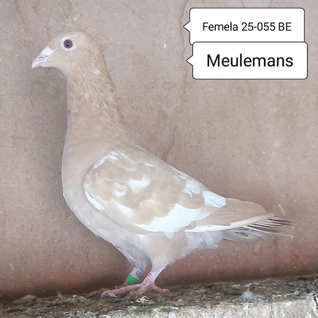 Femela 25-055 BE - Meulemans