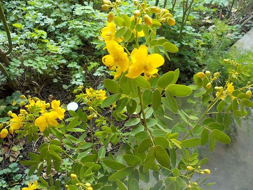  - cassia-frunza de catifea