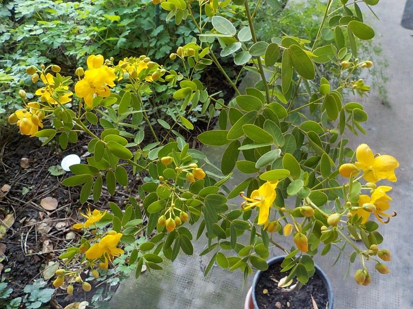  - cassia-frunza de catifea