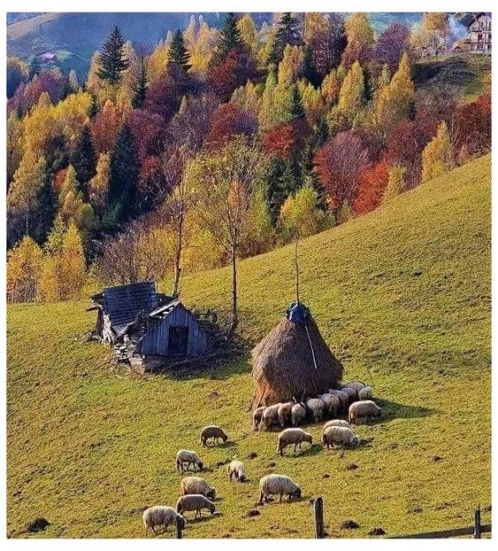  - Tomnatic și nostalgic