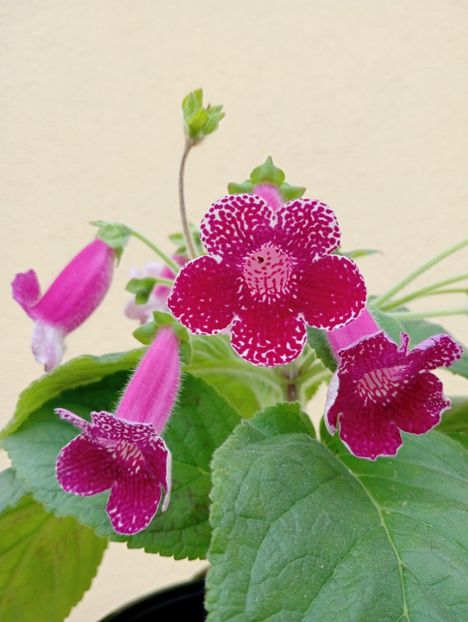  - Kohleria Karl Lindberg